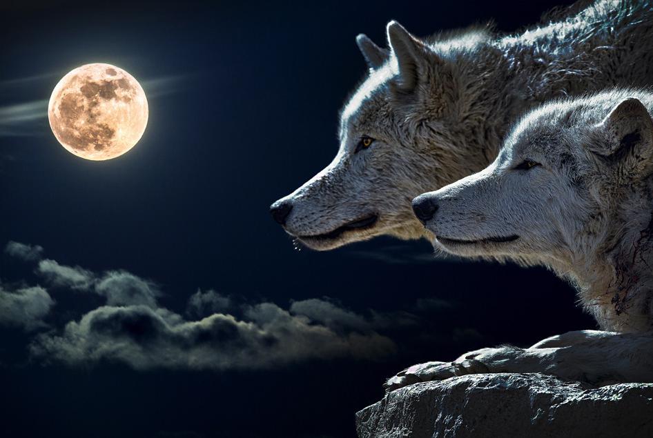 北陸で静かなブーム 大の大人も熱中する人狼ゲームとは フリーナビとやま
